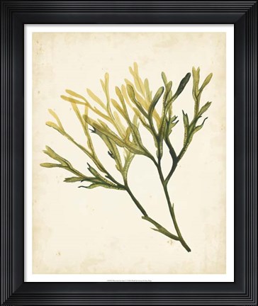 Framed Watercolor Sea Grass V Print