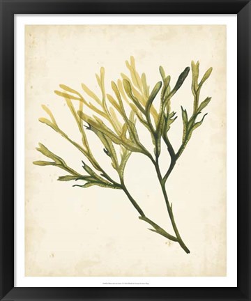 Framed Watercolor Sea Grass V Print