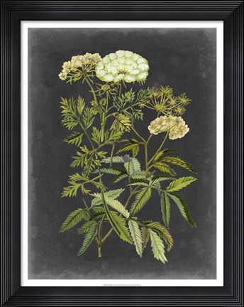 Framed Bookplate Floral I Print