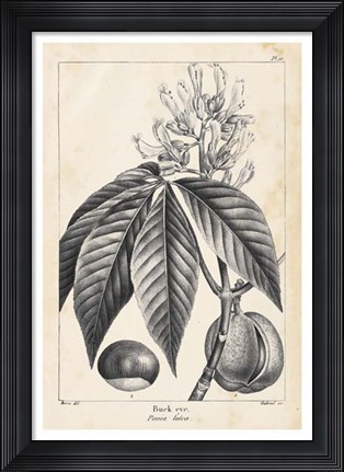Framed Vintage Buckeye Tree Print