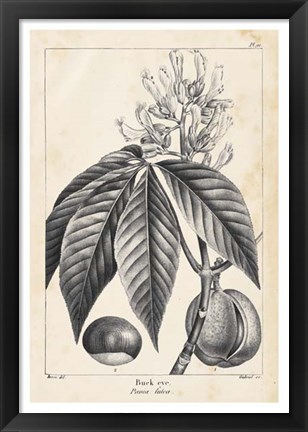 Framed Vintage Buckeye Tree Print