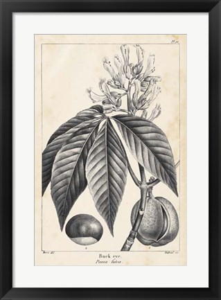 Framed Vintage Buckeye Tree Print