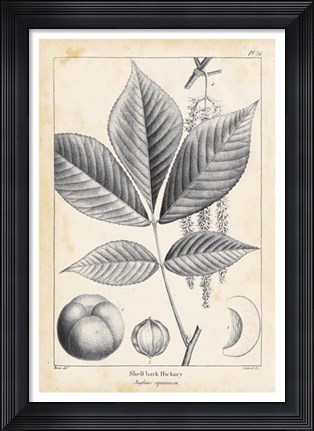 Framed Vintage Hickory Tree Print