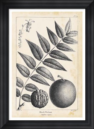 Framed Vintage Black Walnut Tree Print