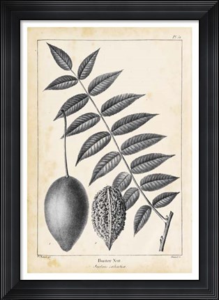 Framed Vintage Butternut Tree Print