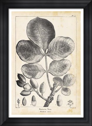 Framed Vintage Pistachio Tree Print