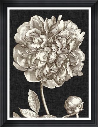 Framed Dramatic Peony I Print