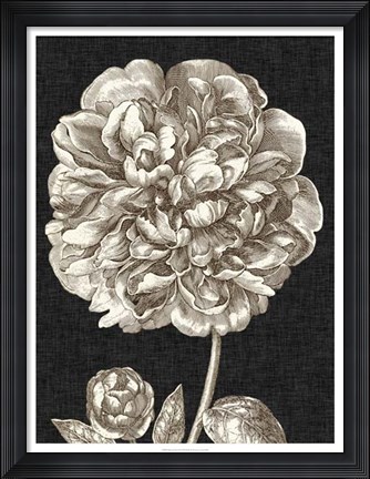 Framed Dramatic Peony II Print
