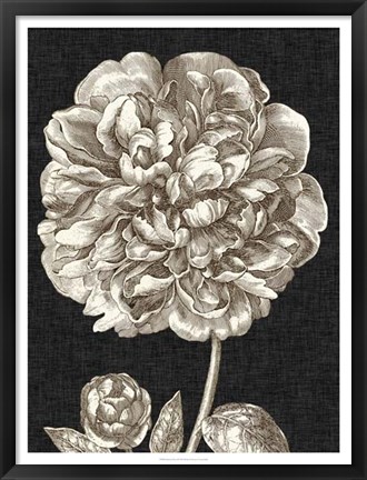 Framed Dramatic Peony II Print