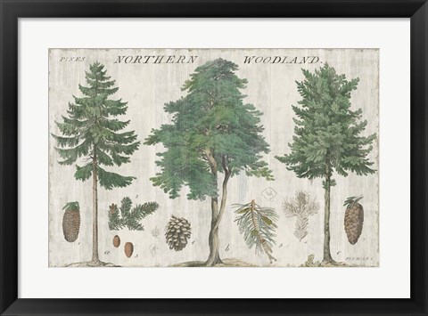 Framed Woodland Chart I Print