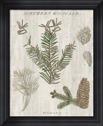 Framed Woodland Chart II Print