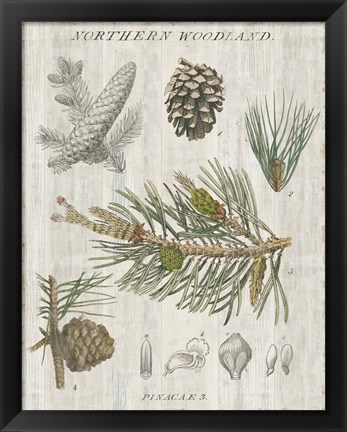 Framed Woodland Chart III Print