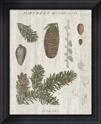 Framed Woodland Chart IV Print