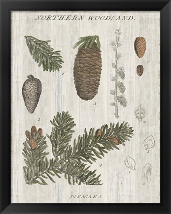 Framed Woodland Chart IV Print