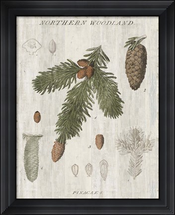 Framed Woodland Chart V Print
