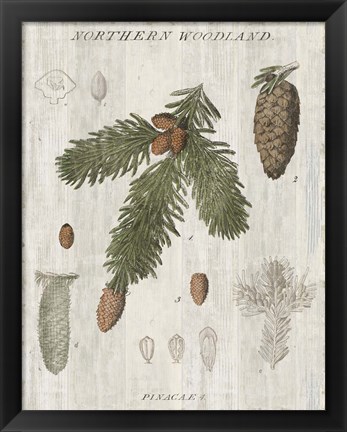 Framed Woodland Chart V Print