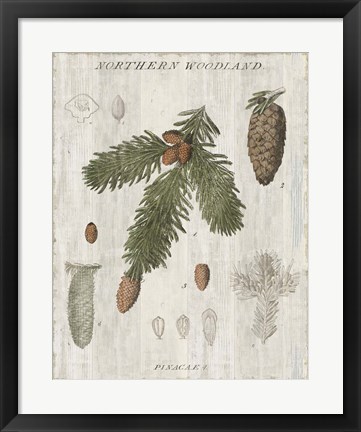 Framed Woodland Chart V Print