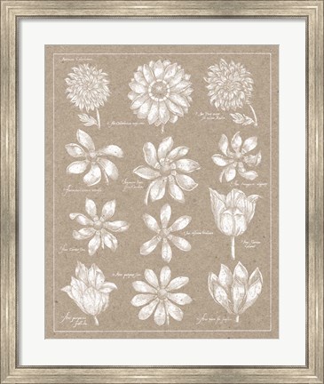 Framed Anemone Plate II Print