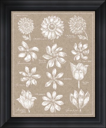 Framed Anemone Plate II Print