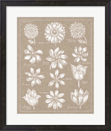 Framed Anemone Plate II Print