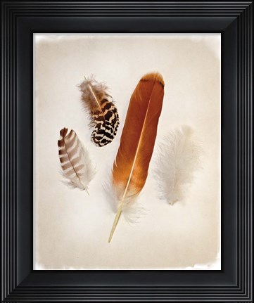 Framed Feather Group I Print
