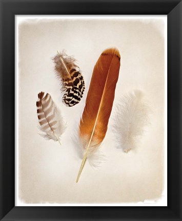 Framed Feather Group I Print