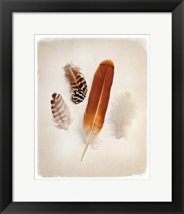 Framed Feather Group I Print