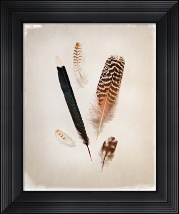 Framed Feather Group II Print