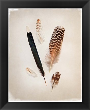 Framed Feather Group II Print