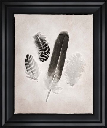 Framed Feather Group I BW Print