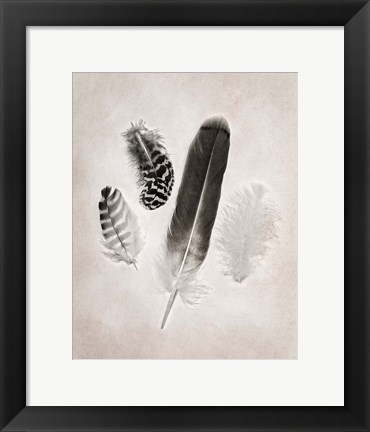 Framed Feather Group I BW Print