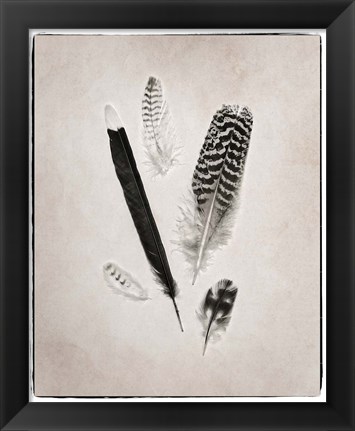 Framed Feather Group II BW Print