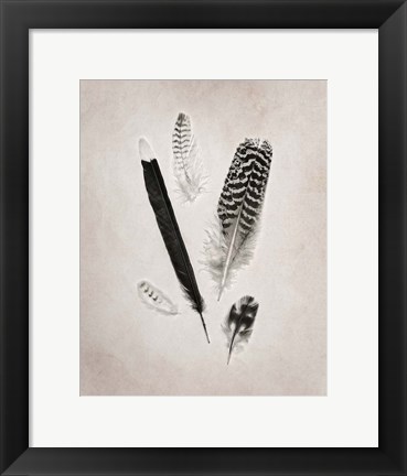 Framed Feather Group II BW Print