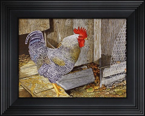 Framed Rooster Print