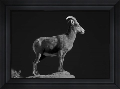 Framed Bighorn Portrait Print