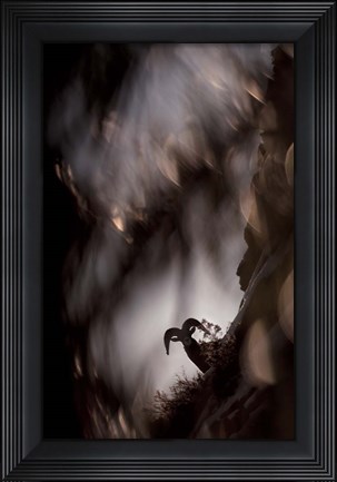 Framed Bighorn Silhouette Best Print