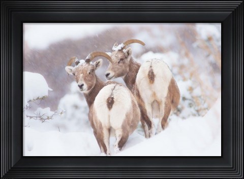 Framed Bighorns Two Print
