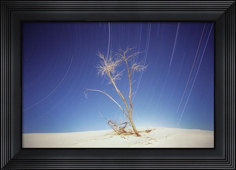 Framed Bright Cottonwood Drum Print