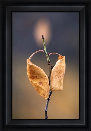 Framed Candle Plant Print