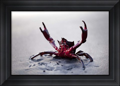 Framed Claws Up Print