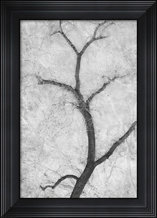 Framed Cottonwood Form Print