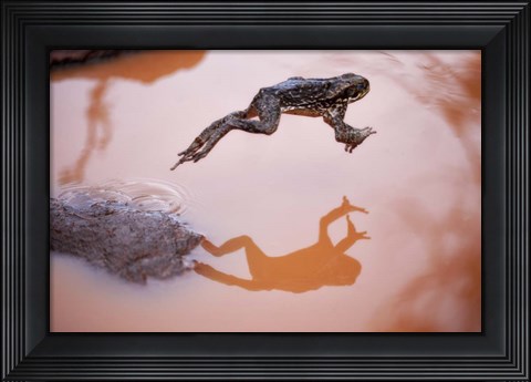 Framed Frog Jump 3 Print