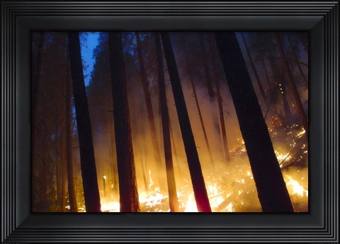 Framed Burning Forest Print