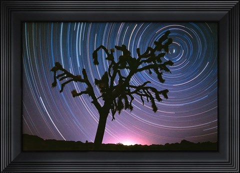 Framed Joshua Tree North Star Print