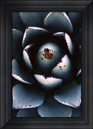 Framed Ladybugs Agave Print