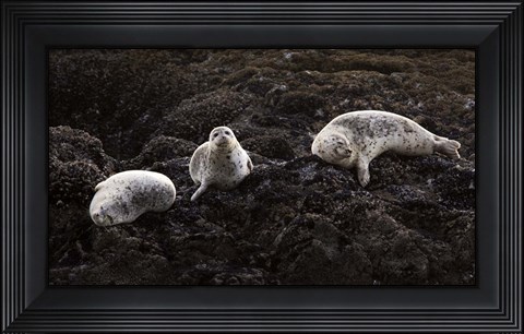 Framed Lounging Seals Print