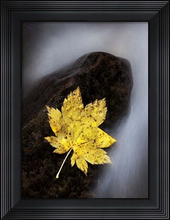 Framed Maple Leaf Stranded Print