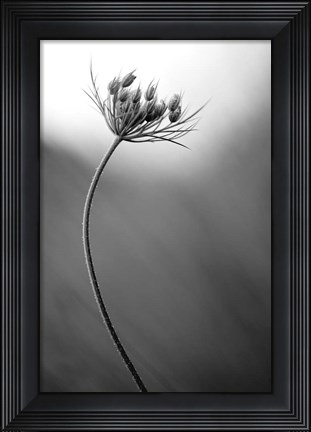 Framed Queen Anne&#39;s Print