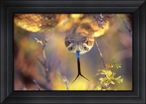 Framed Rattle Print