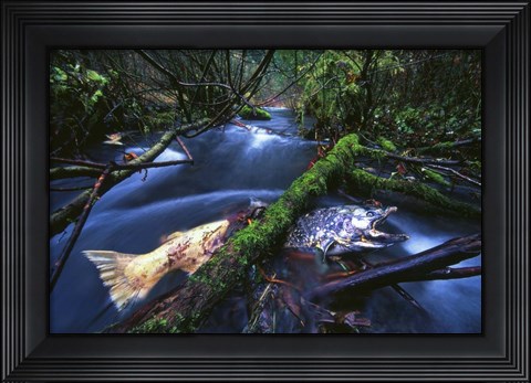 Framed Salmon Trapped Print